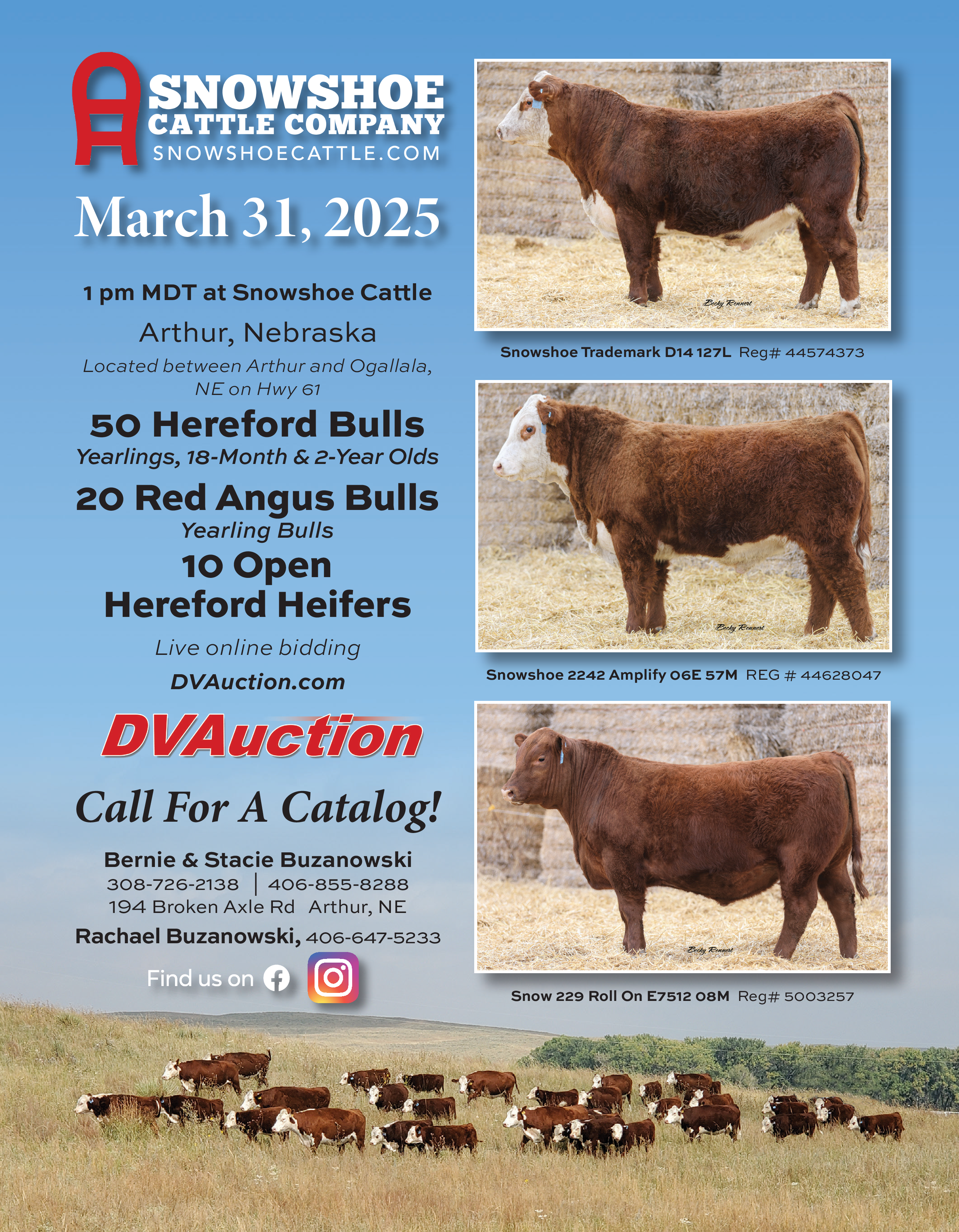 Annual Bull Sale